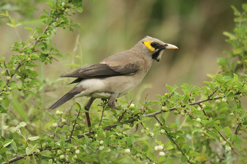 Wattled Starling by Mick Dryden