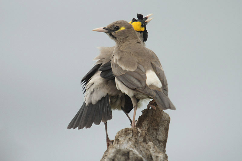 Wattled Starling by Mick Dryden