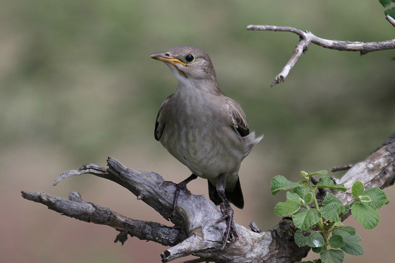 Wattled Starling by Mick Dryden
