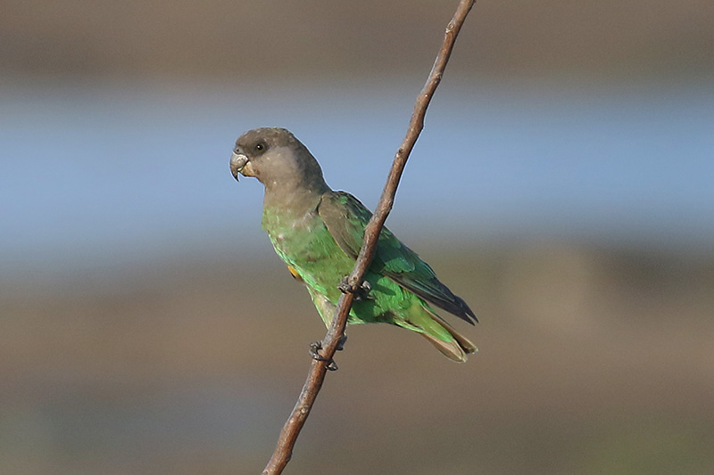 Brown headed Parrot by Mick Dryden