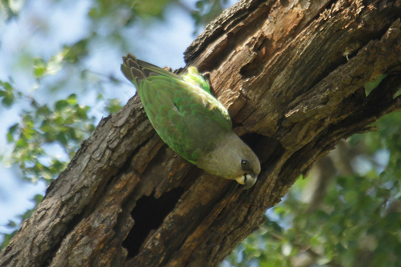 Brown-headed Parrot by Mick Dryden