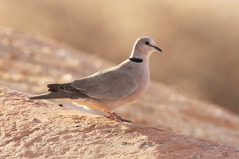 Cape Turtle Dove by Mick Dryden