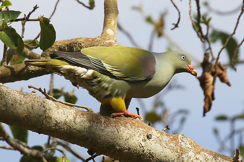 African Green Pigeon by Mick Dryden