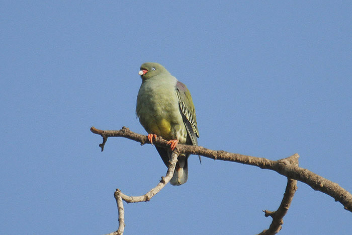 African Green Pigeon by Mick Dryden