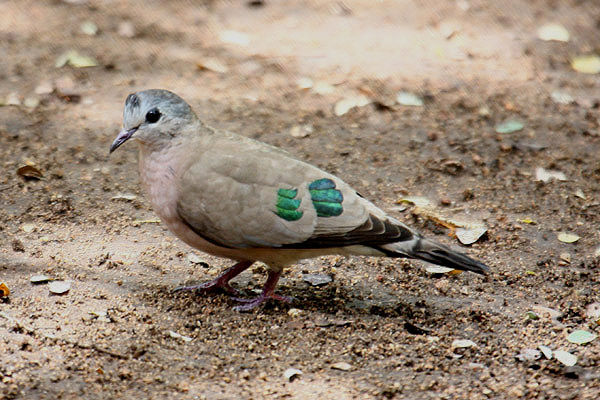 Green Spotted Dove by Mick Dryden