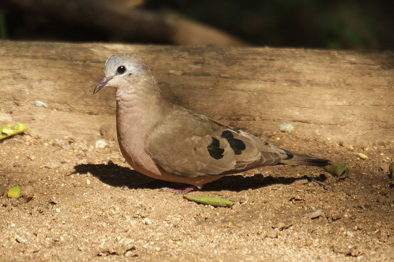 Emerald-spotted Dove by Mick Dryden