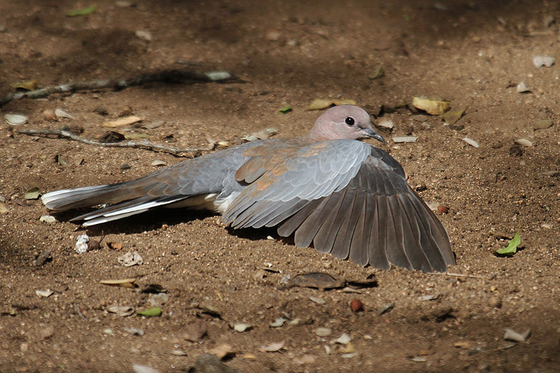 Laughing Dove by Mick Dryden