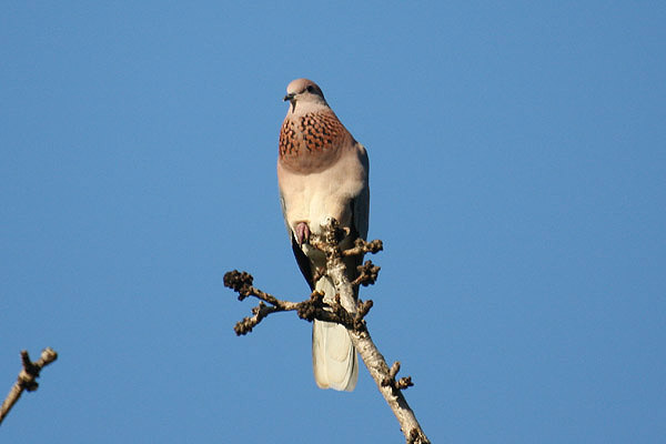 Laughing Dove by Mick Dryden