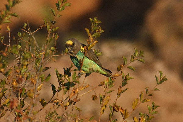 Meyer's Parrot by Mick Dryden