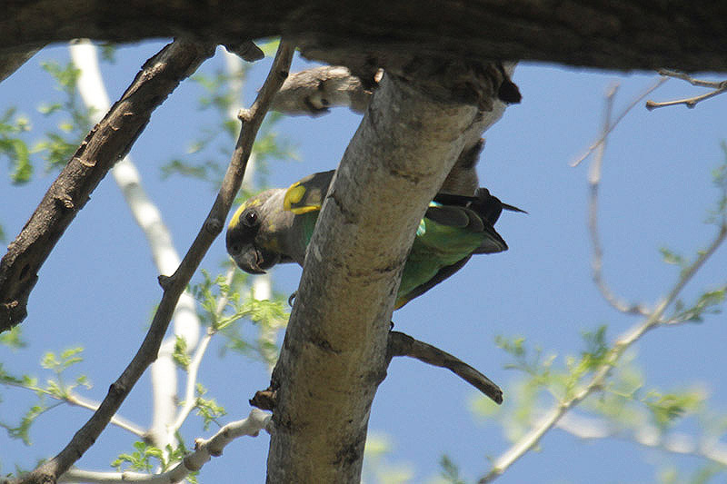 Meyer's Parrot by Mick Dryden