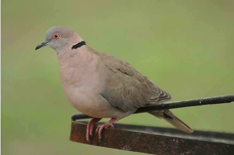 Mourning Dove by Mick Dryden