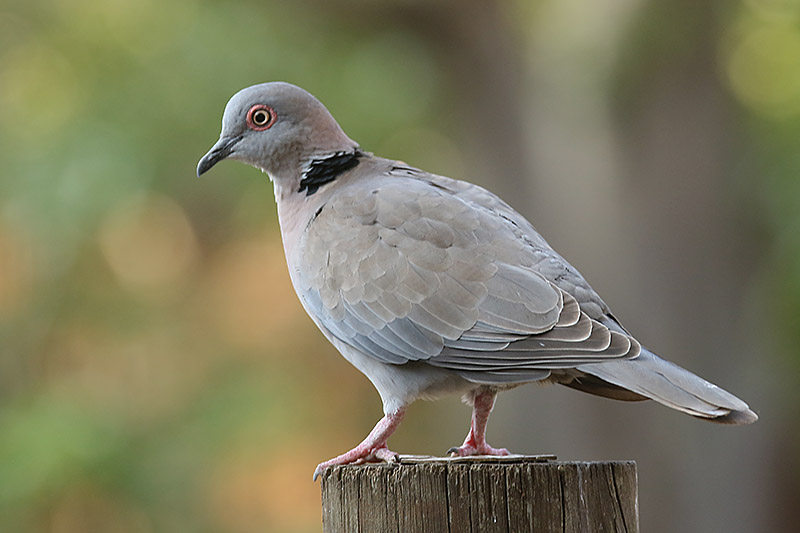 Mourning Dove by Mick Dryden