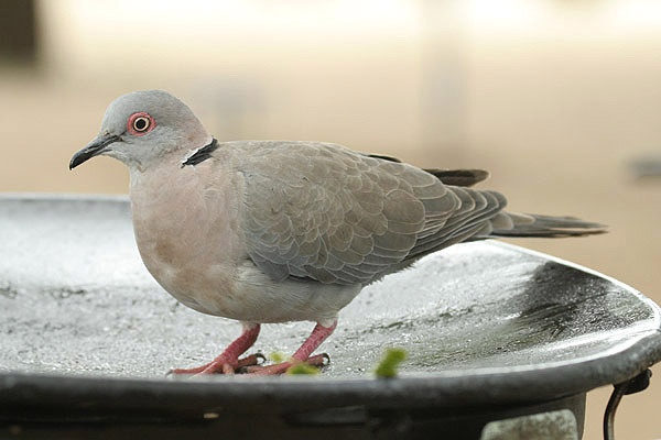 Mourning Dove by Mick Dryden