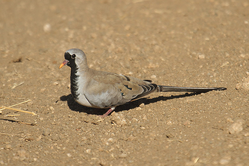 Namaqua Dove by Mick Dryden