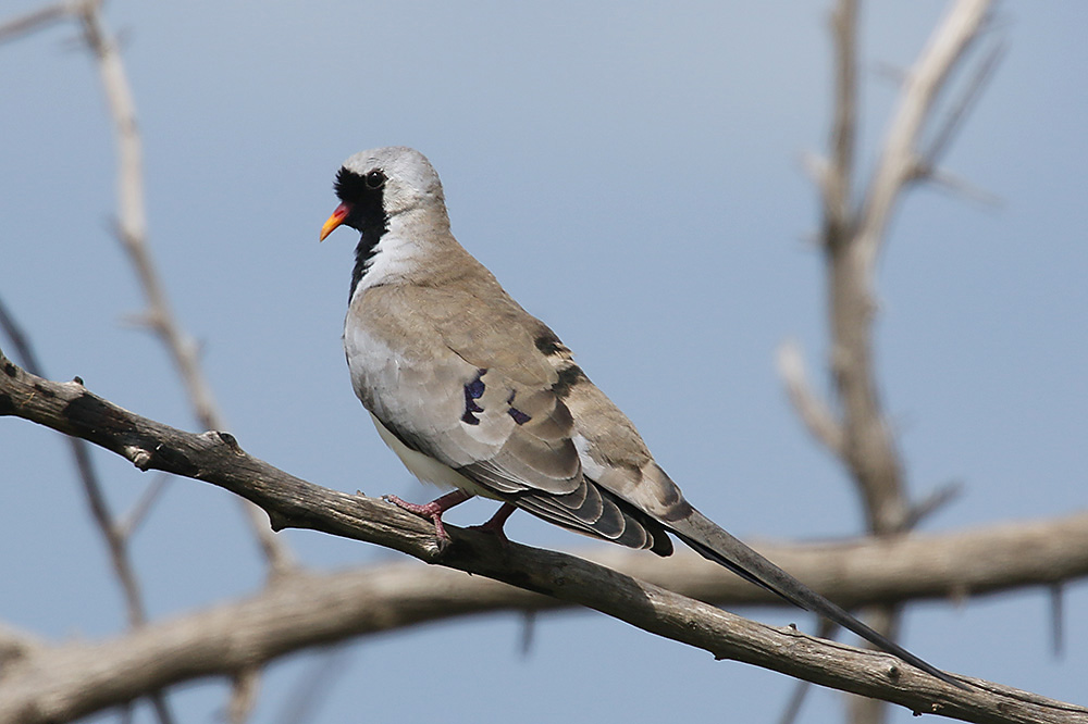 Namaqua Dove by Mick Dryden