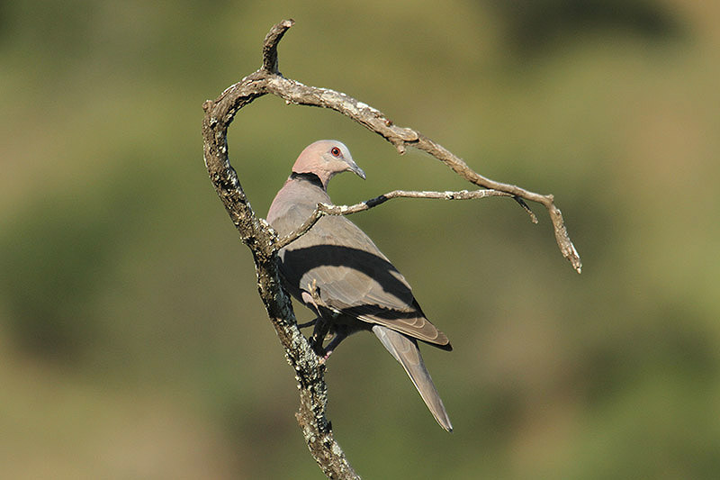 Red-eyed Dove by Mick Dryden