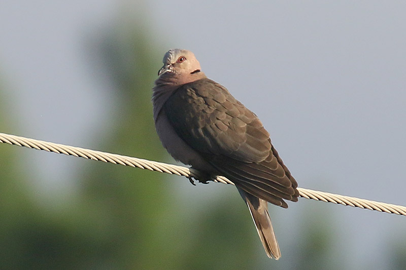 Red eyed Dove by Mick Dryden