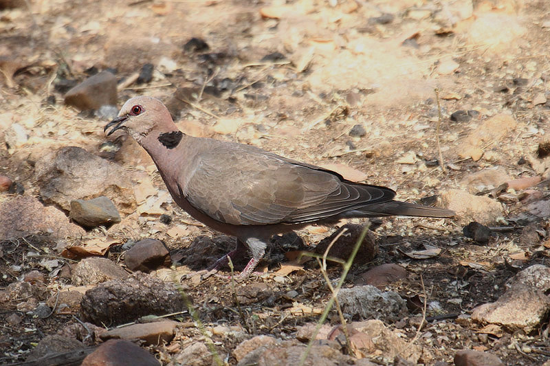 Red-eyed Dove by Mick Dryden