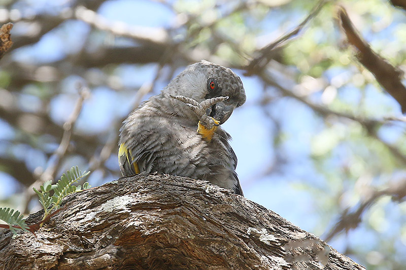 Ruppells Parrot by Mick Dryden