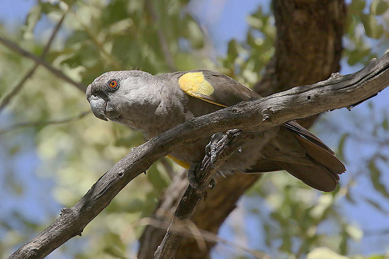 Ruppells Parrot by Mick Dryden