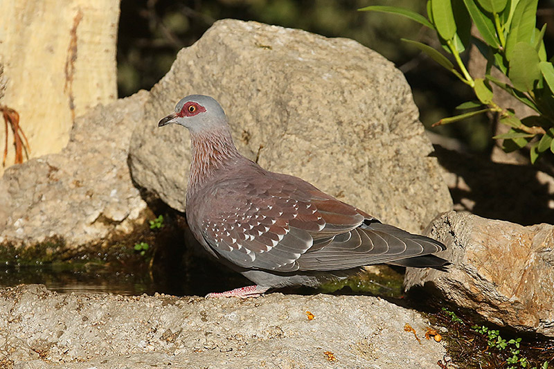 Speckled Pigeon by Mick Dryden