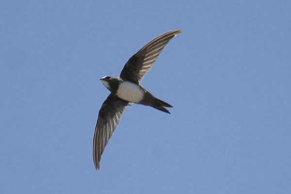 Alpine Swift by Mick Dryden