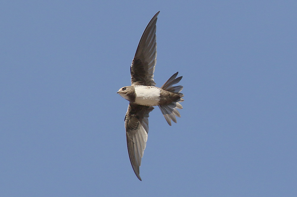 Alpine Swift by Mick Dryden