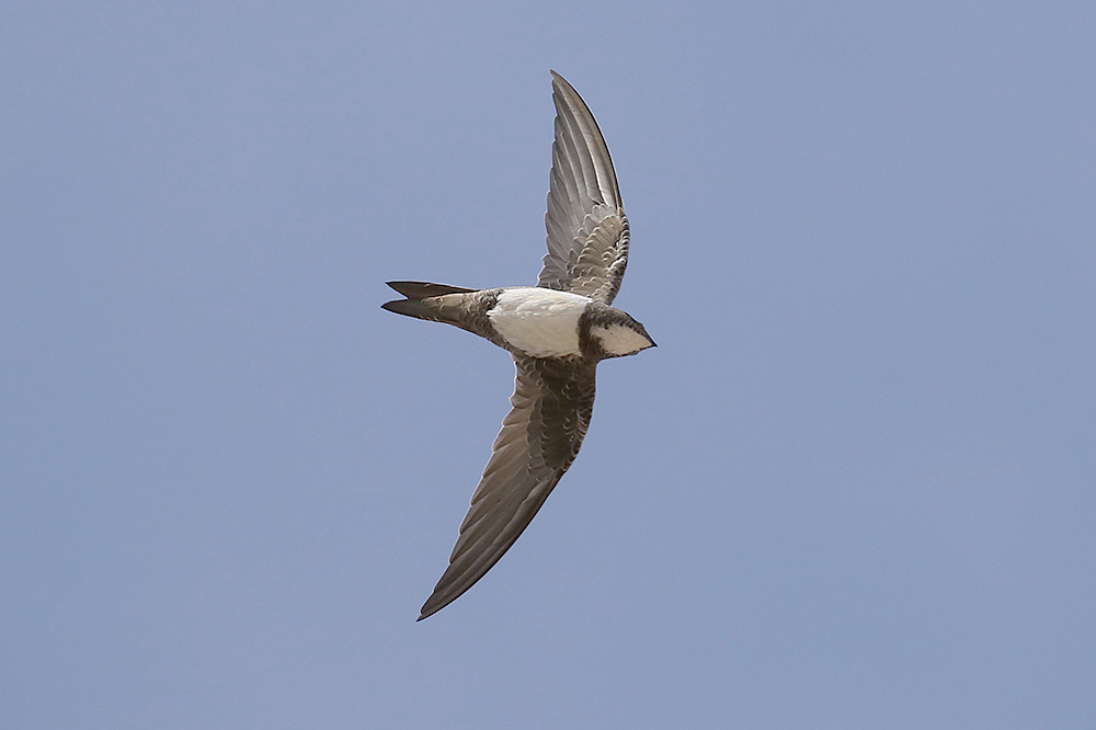 Alpine Swift by Mick Dryden