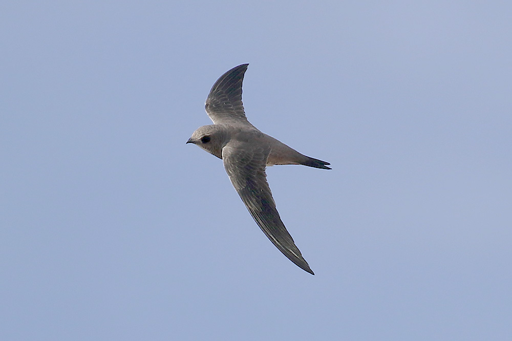 Alpine Swift by Mick Dryden