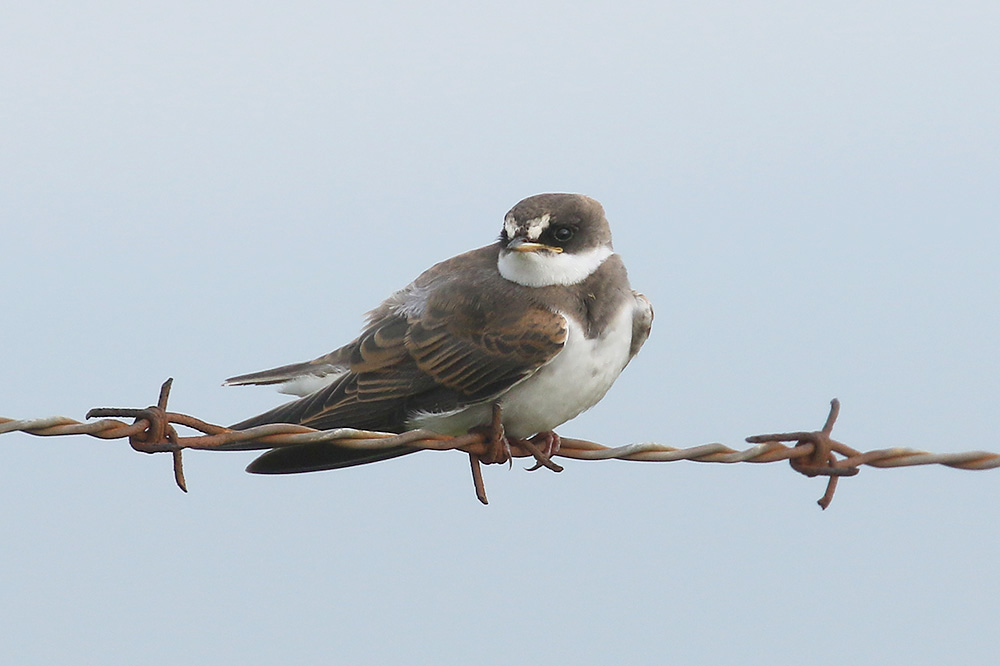 Banded Martin by Mick Dryden