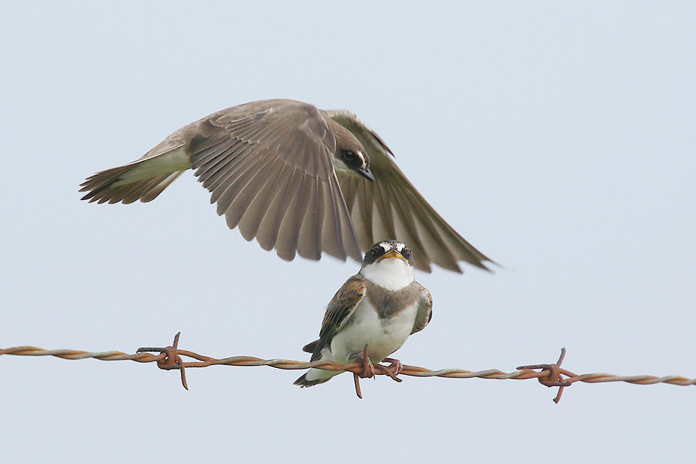 Banded Martin by Mick Dryden