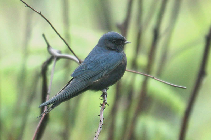 Blue Swallow by Mick Dryden