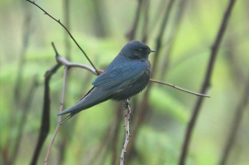 Blue Swallow by Mick Dryden