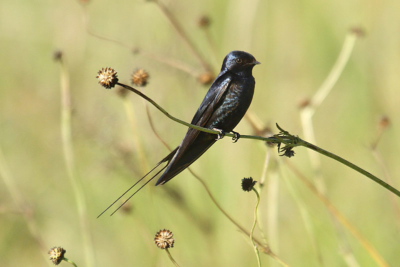 Blue Swallow by Mick Dryden