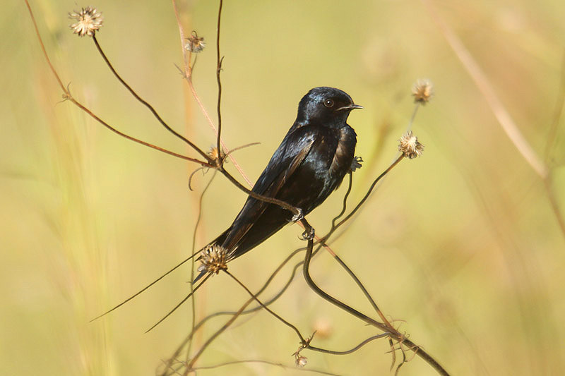 Blue Swallow by Mick Dryden