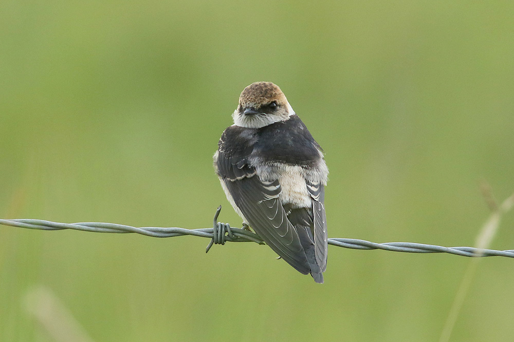 Cliff Swallow by Mick Dryden