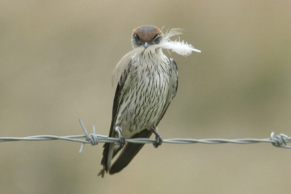 Greater Striped Swallow by Mick Dryden