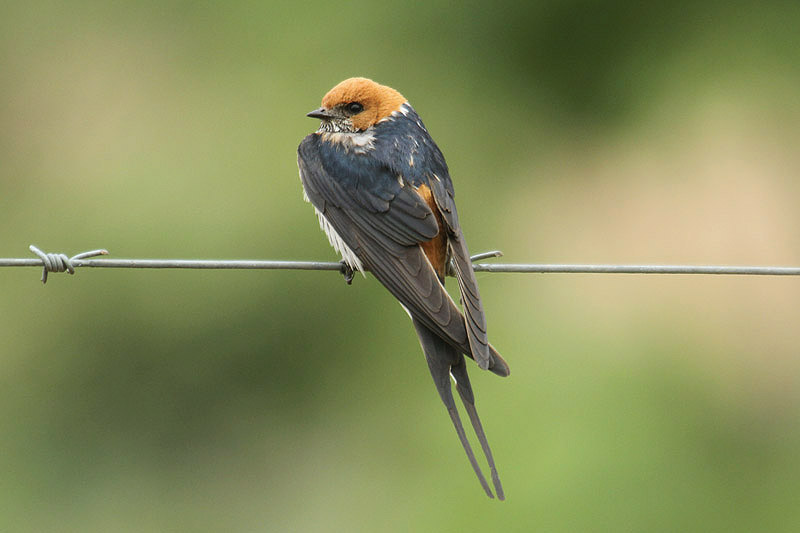 Lesser-striped Swallow by Mick Dryden