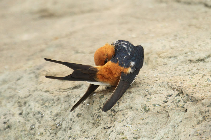 Lesser-striped Swallow by Mick Dryden