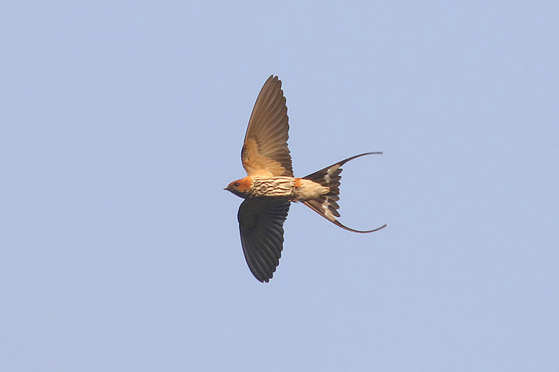 Lesser striped Swallow by Mick Dryden