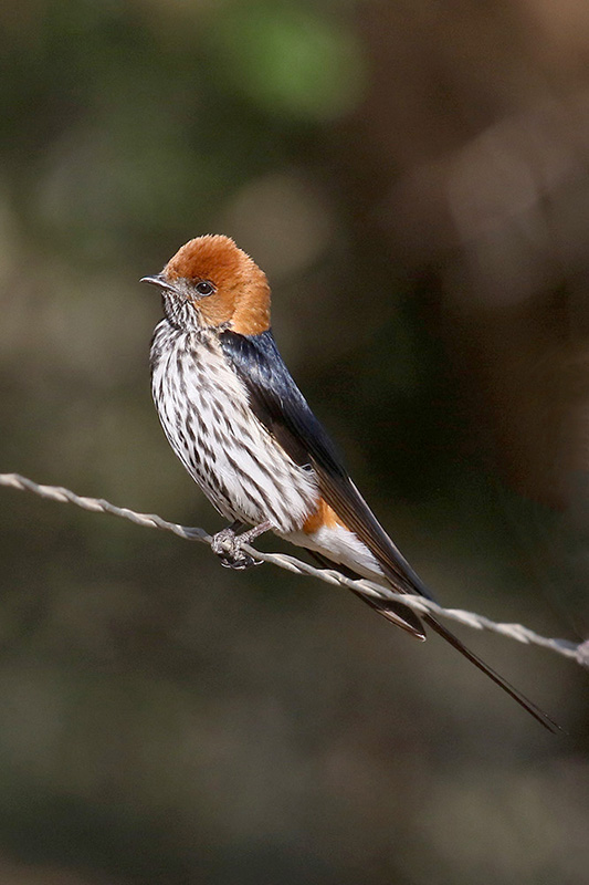 Lesser striped Swallow by Mick dryden