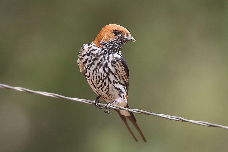 Lesser striped Swallow by Mick Dryden