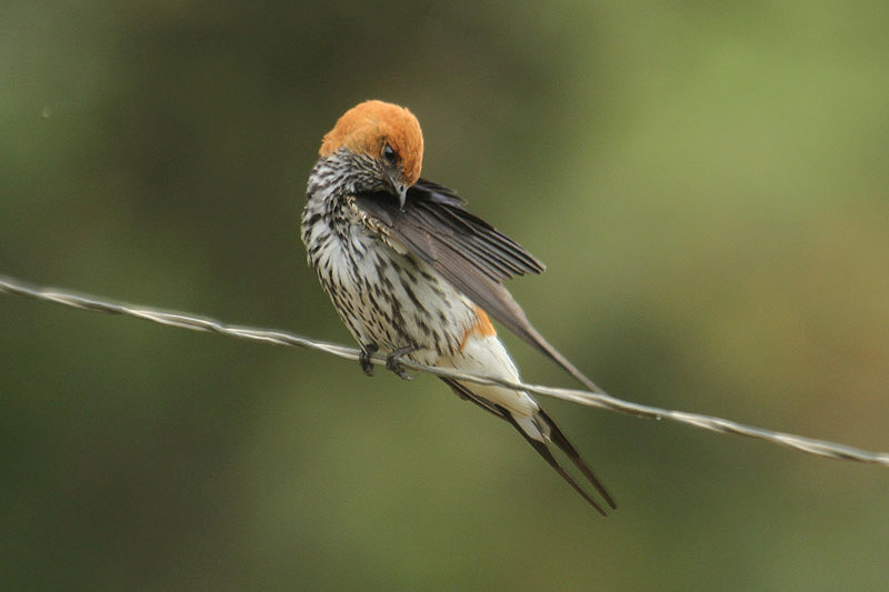 Lesser-striped Swallow by Mick Dryden