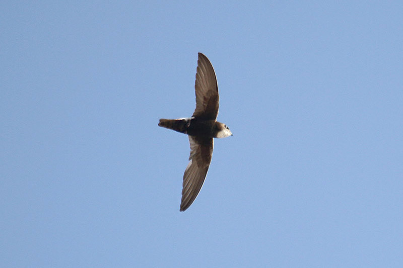 Little Swift by Mick Dryden