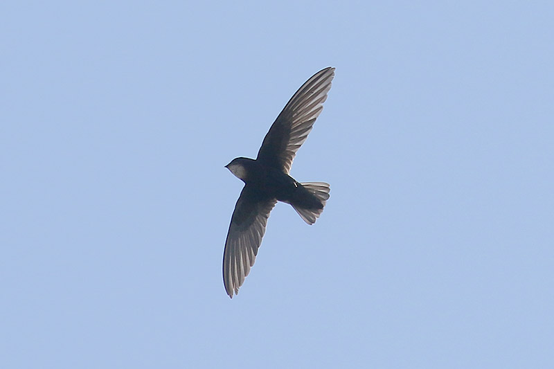 Little Swift by Mick Dryden