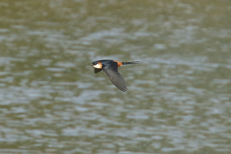 Mosque Swallow by Mick Dryden