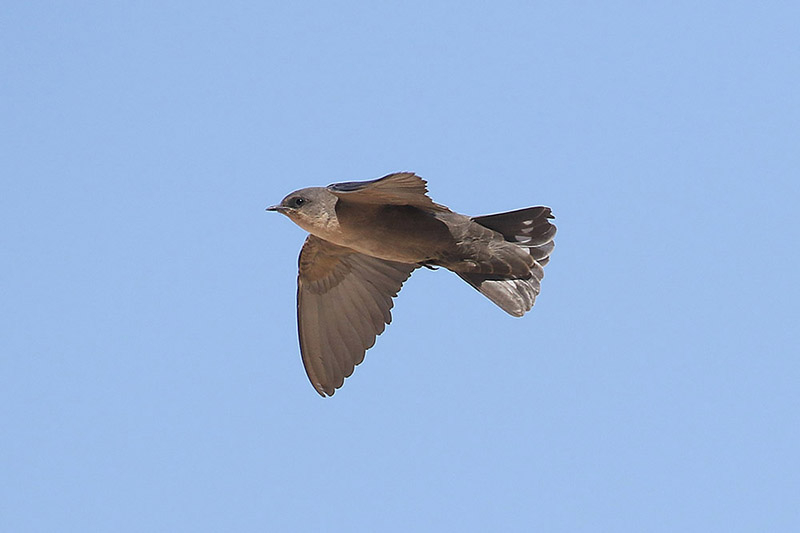 Rock Martin by Mick Dryden