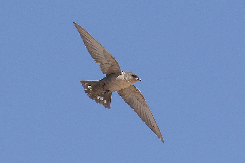 Rock Martin by Mick Dryden