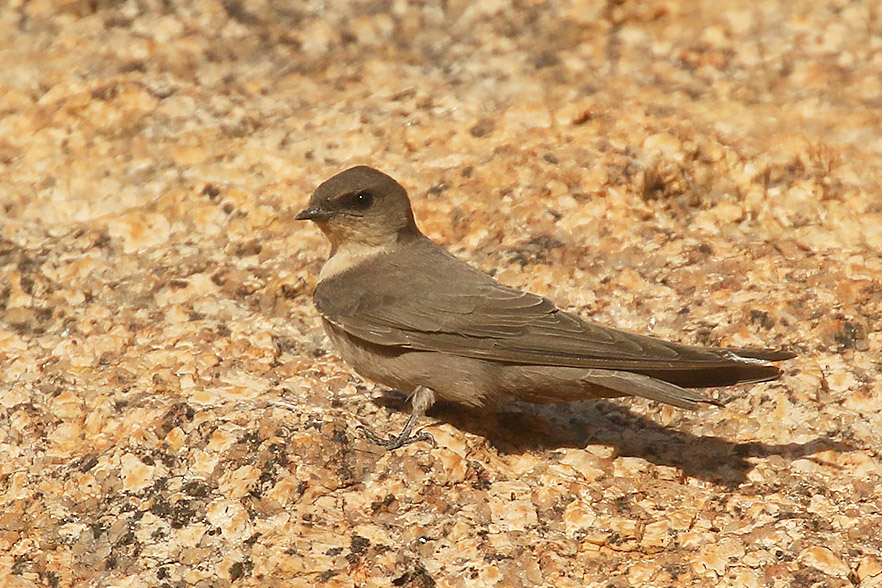 Rock Martin by Mick Dryden