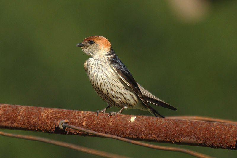 Striped Swallow by Mick Dryden